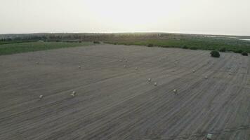 Flight through morning field with hey stacks video