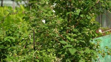 aporie crataegi, zwart geaderd wit vlinder in wild. wit vlinders Aan bloeiend framboos video
