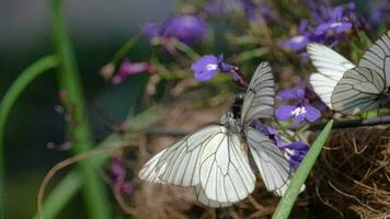 Aporia crataegi Black veined white butterfly mating video