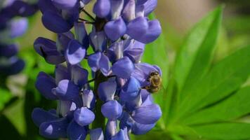 ape raccolta nettare e polline a partire dal il fiori di blu lupino. video