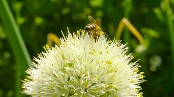 bourdon dans une été jardin sur fleurs recueille pollen video