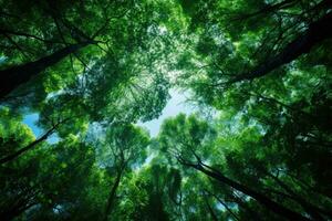 forest trees view from below into the sky. nature green wood sunlight backgrounds photo