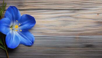 Blue crocus on wooden background. Top view with copy space. photo