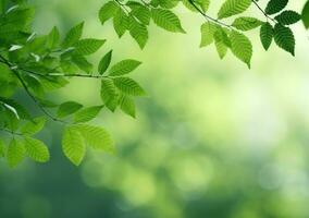 verde hojas antecedentes en soleado día con bokeh y Copiar espacio foto