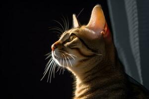 un gato es mirando arriba a alguna cosa en el oscuro generativo ai foto