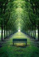 Green tunnel with bench in the middle of the trees. photo
