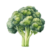 Broccoli watercolor illustration, Vegetable isolated on transparent background, AI Generative png