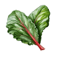 Swiss Chard watercolor illustration, Vegetable isolated on transparent background, AI Generative png