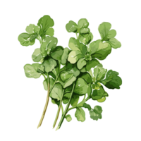 Watercress watercolor illustration, Vegetable isolated on transparent background, AI Generative png