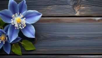 Blue flowers on a dark wooden background. Place for your text. photo