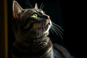 un gato mirando arriba a el cielo en el oscuro generativo ai foto