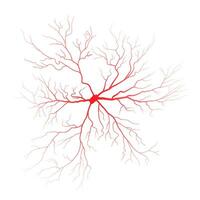 Human eye blood veins vessels silhouettes vector illustration isolated on white background.