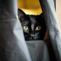 a black cat peeking out from behind a curtain generative AI photo