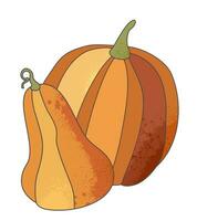 Pumpkins. Vector isolated illustration. Autumnal harvest. Halloween concept