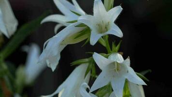 bombo su fiore di campanula alliariifolia, lento movimento video