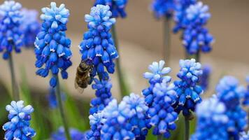 un abeja recoge néctar en un flor muscari, lento movimiento video