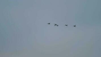 Flock of migrating greylag geese flying in v formation video