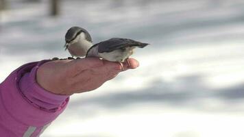 nötväcka flyga upp till de mannens hand, tar utsäde från den till äta och flugor bort. utfodra fåglar i de parkera i vinter- till hjälp de vilda djur och växter i de kall säsong. begrepp av de internationell dag av fåglar video