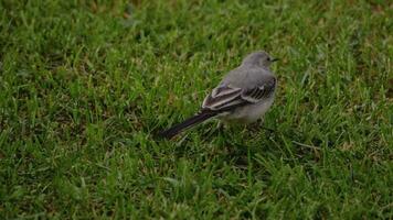 Wagtail bird Motacilla alba feeding on grass field, broken paw video