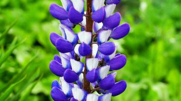 Lupine spring flower. Bright beautiful blue lupine in the summer garden video