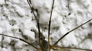 insetto macro, zanzara gru volare tipula maschio seduta su bianca stordire video