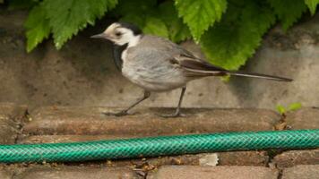 A bird White Wagtail  Motacilla alba  sitting on sitting on a stone and cleans its feathers. Close up video