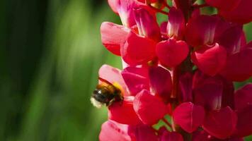 humla samlar nektar och pollen från blommorna på röd lupin. video