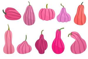 conjunto de rosado calabazas calabaza de diferente formas y colores. acción de gracias diseño. otoño calabaza vector