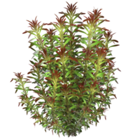 arbusto planta 3d representación png