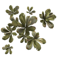 Tiny weed 3d rendering png