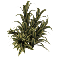 un planta con verde hojas en un blanco antecedentes png