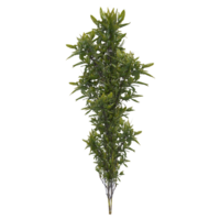 3d Rendering Of Tiny Weed png