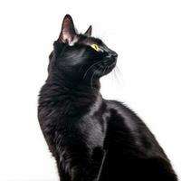 un negro gato con amarillo ojos sentado en un blanco antecedentes generativo ai foto