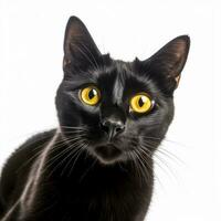 un negro gato con amarillo ojos en un blanco antecedentes generativo ai foto
