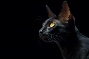 a black cat with yellow eyes on a black background generative AI photo