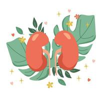 Kidney organ. Composition of buds on the background of leaves. Vector illustration