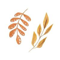 Yellow leaves. watercolor element vector