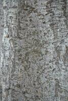 interesting bark of a tree in close-up creating the original texture photo