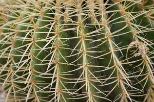 original background made of green cactus, with sharp spines in close-up photo