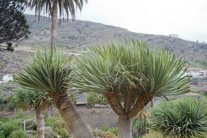 original dragon dracaena tree growing on the Spanish Canary Island Tenerife in a natural habitat photo