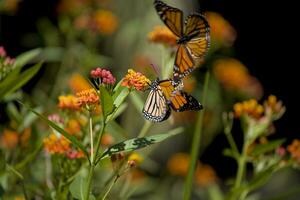 delicate orange butterfly perched on a colorful flower in the garden photo
