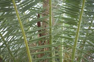 green palm leaf forming an interesting original natural background photo