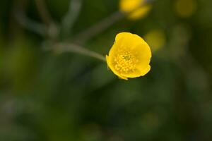 yellow flower growing in the meadow among green leaves on a warm sunny day photo