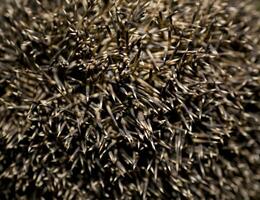 natural brown sharp spines of a hedgehog in close-up forming a background photo