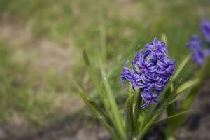 spring hyacinth growing in the garden in close-up among green leaves photo