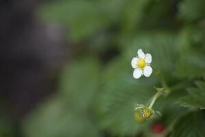 tasty wild red wild strawberry among green leaves in the forest photo