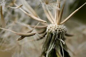 delicate, dandelion, growing, green, lawn, warm, rays, summer sun photo