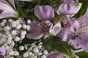 background of flowers of purple fragrant lily in close-up photo