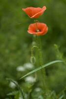 red delicate summer poppy on green meadow background photo
