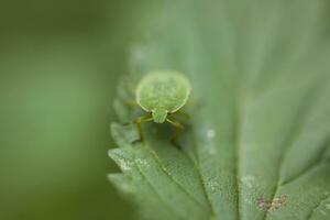 little green insect on leaf in natural habitat in close-up photo